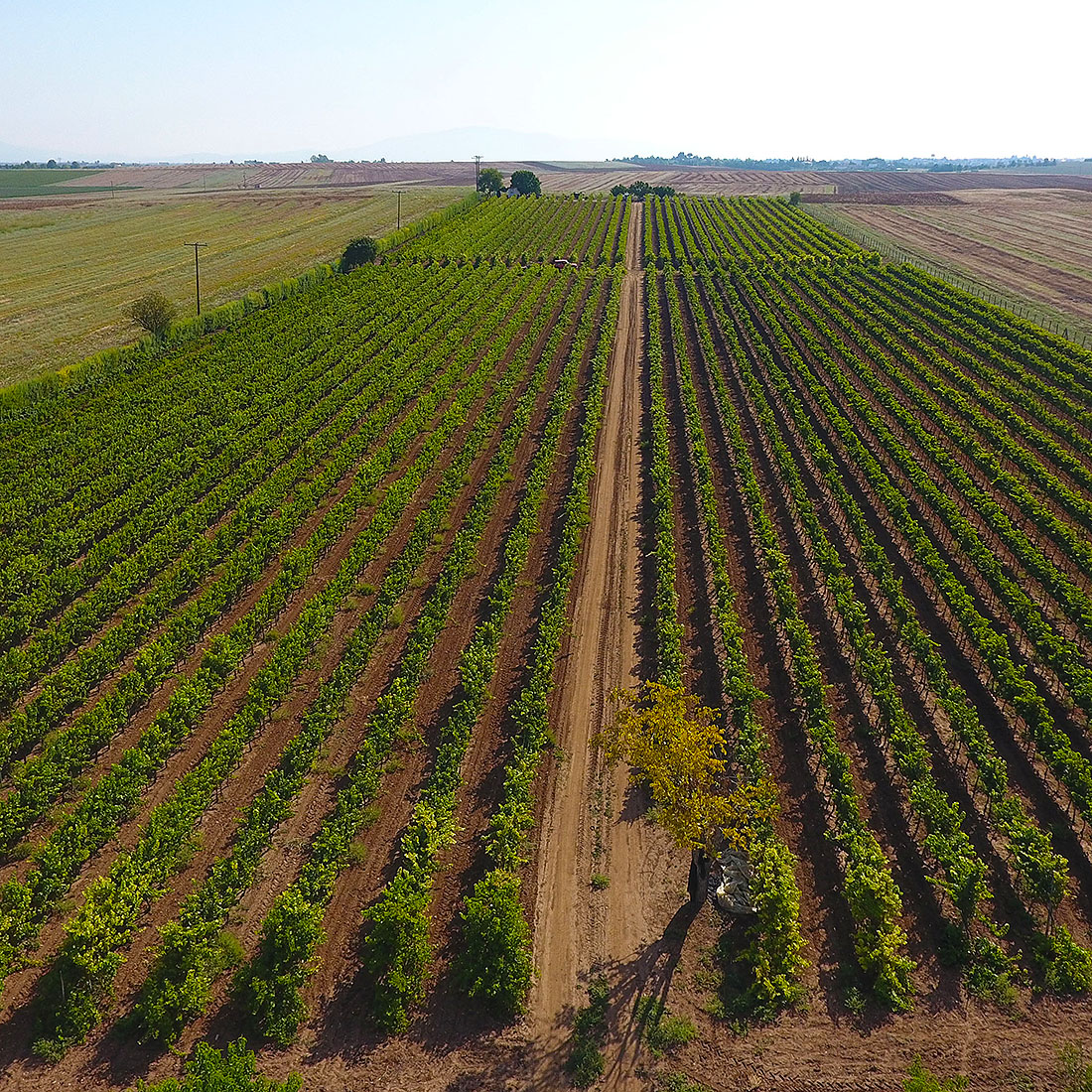 BODEGAS PULTSIDI